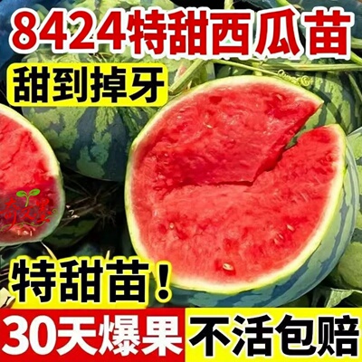 西瓜苗嫁接8424西瓜无籽带土发货