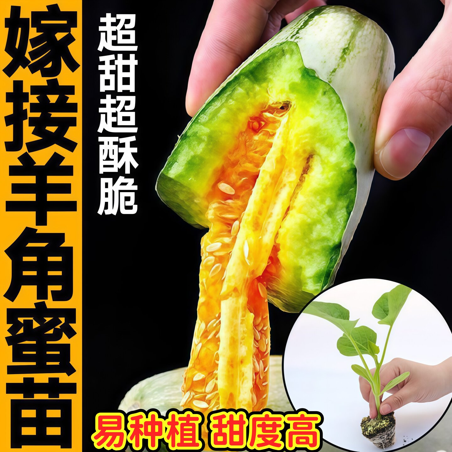 寿光正宗嫁接羊角蜜甜瓜