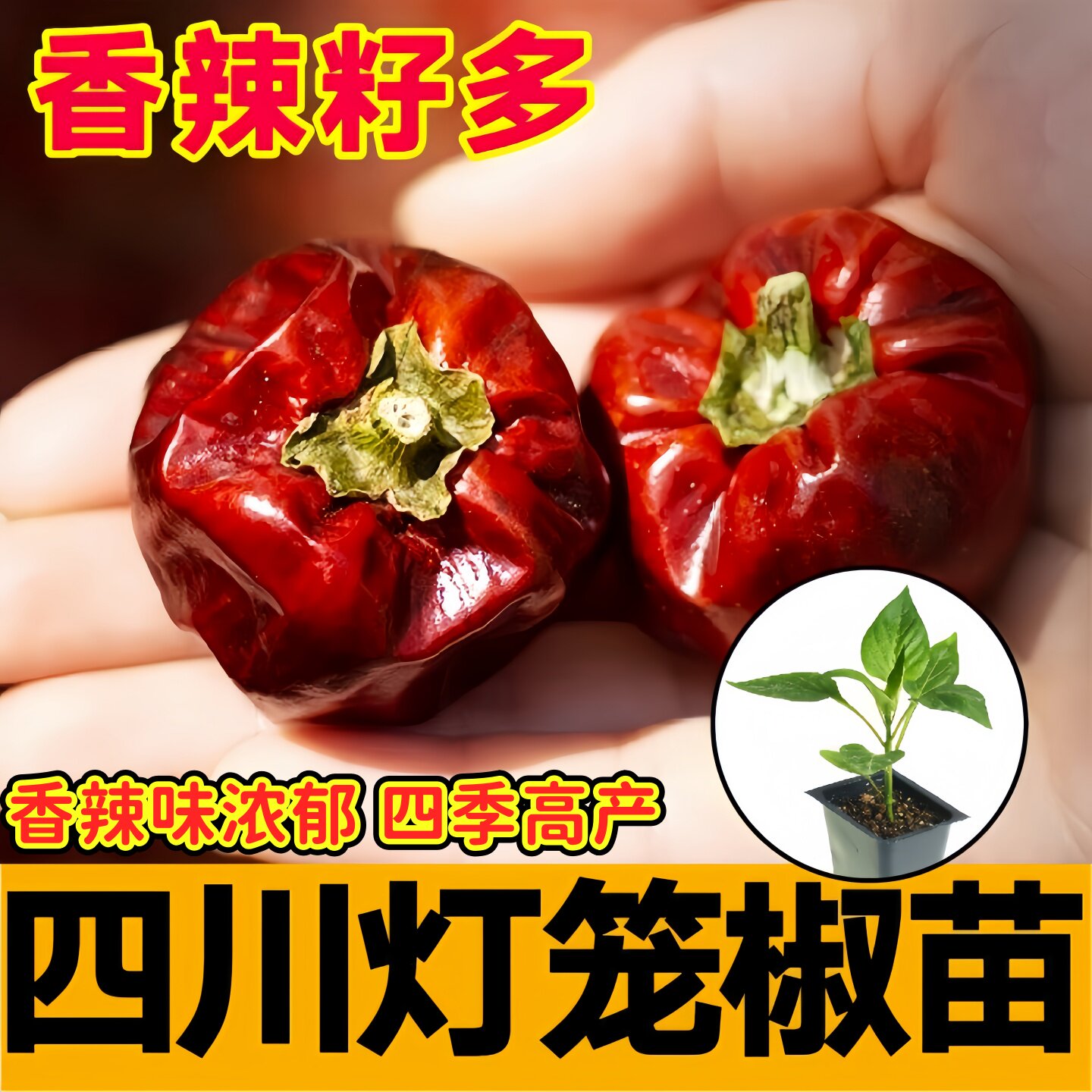 四川灯笼椒秧苗四季盆栽高产微辣特香干鲜两用红灯笼椒种子蔬菜苗