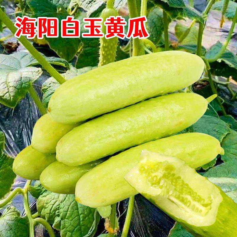 海阳白玉黄瓜苗正宗山东奶油牛奶老品种本地黄瓜秧苗老旱黄爪盆栽图片