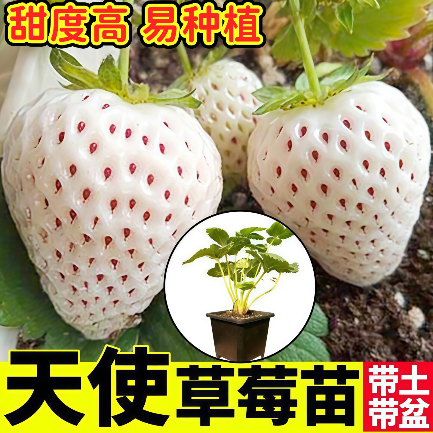 大果天使AE草莓秧苗幼苗带土带盆四季春秋食用盆栽对版当年新苗