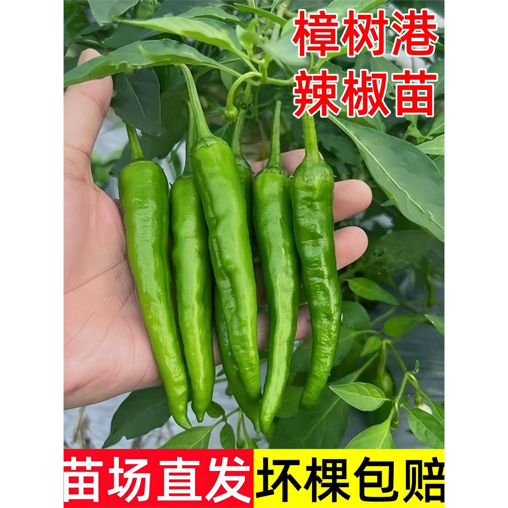 樟树港原种辣椒苗湖南正宗种子一级幼苗大苗带土高产四季盆栽阳台图片