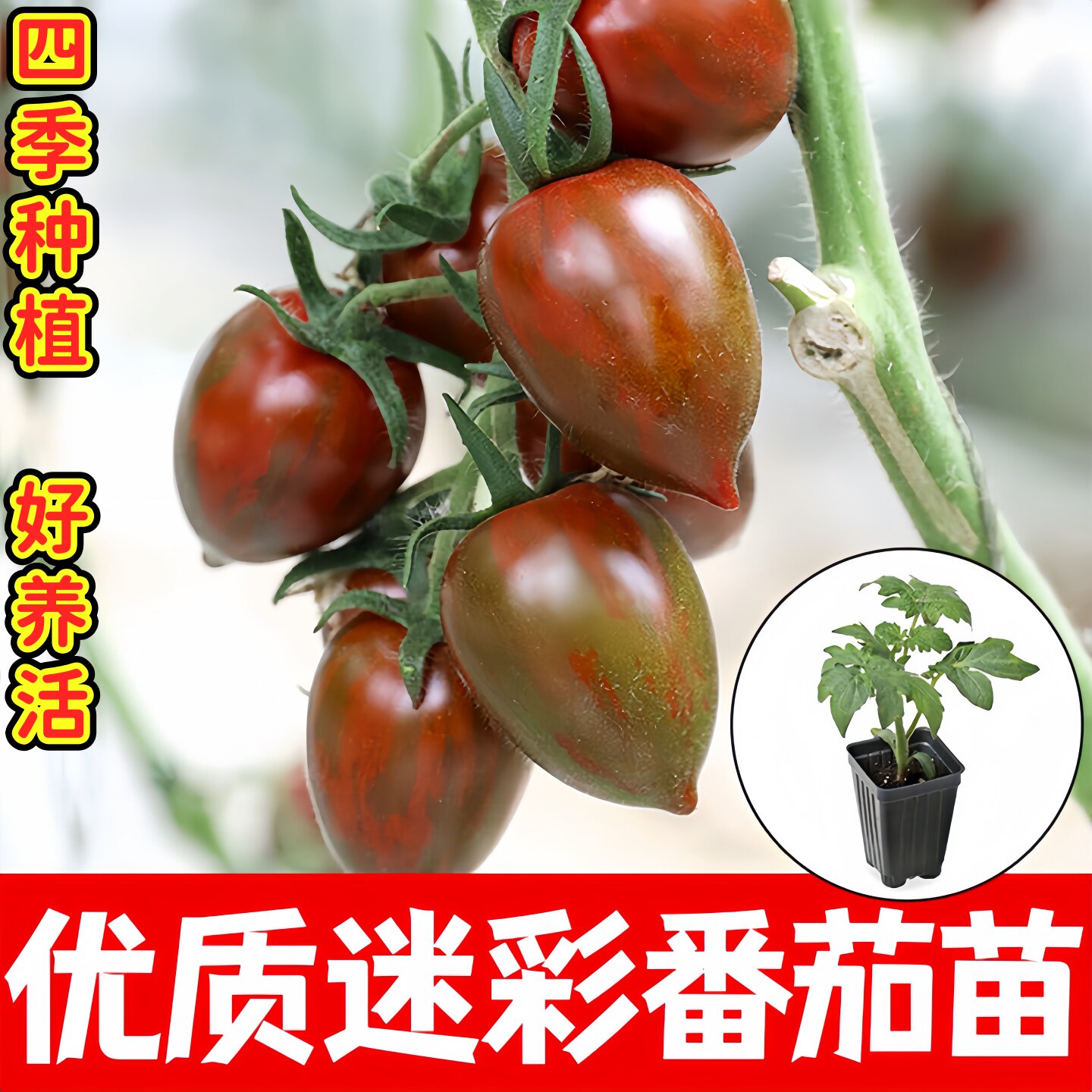 长寿超甜迷彩小樱桃番茄图片