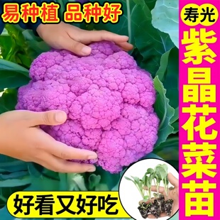 天然紫花菜苗秧紫晶花菜松花菜西兰花种子好看又好吃带土四季盆栽