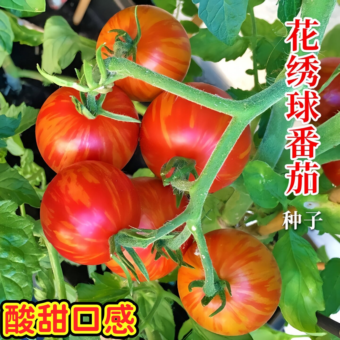花绣球小番茄种子樱桃圣图片