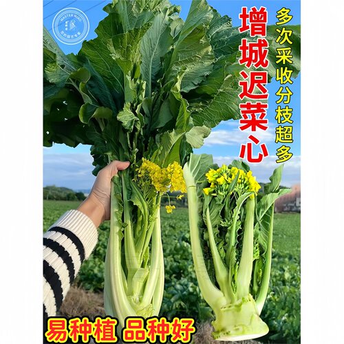 增城迟菜心种子广东籽高