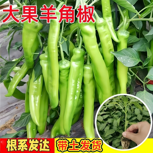 大果羊角尖椒秧苗牛角线椒螺丝椒朝天椒四季阳台盆栽青红辣椒种籽