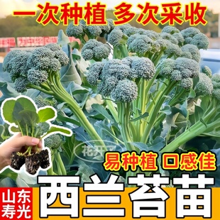 西兰苔苗秧苗芥蓝芥兰种苗耐寒蔬菜四季盆栽蔬菜秧苗阳台庭院种植