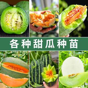 甜瓜苗子秧苗白皮香瓜种孑冰糖子博洋9羊角蜜绿宝石瓜种籽子苗秧