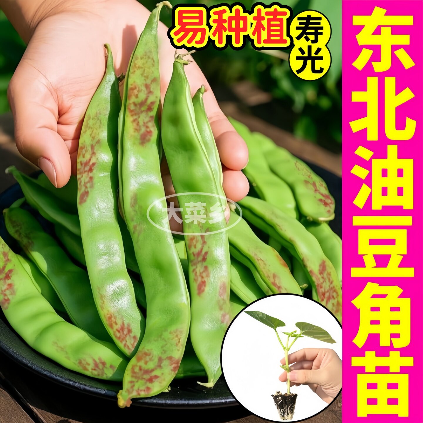 寿光东北油豆角苗秧四季图片