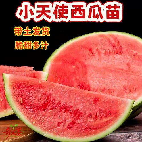 小天使西瓜苗产量高甜王2K红玉苗