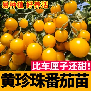 高产串收黄珍珠番茄苗秧甜樱桃小西红柿种子籽春秋四季盆地栽带土