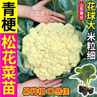 青梗松花菜秧苗西兰花紫花菜种子甘蓝卷心菜种子盆栽院四季带土球