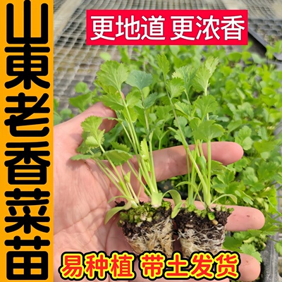地道浓香山东老香菜苗秧