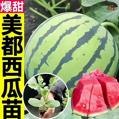 西瓜苗秧苗嫁接8424麒麟无籽美都阳台盆栽小吊瓜南北方种植