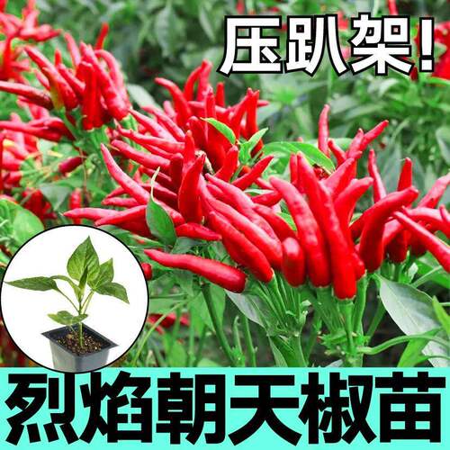特辣朝天椒苗秧小米辣幼