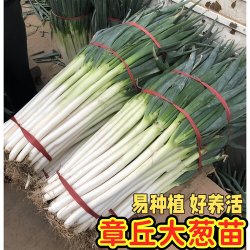 大葱种子山东章丘正宗铁