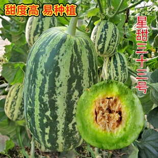 星甜三十三号甜瓜种子双星甜瓜种籽花皮甜瓜种孑超甜夏季四季苗秧