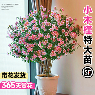 小木槿花苗盆栽棒棒糖蓝雪花室内阳台庭院花卉植物四季开花好养活