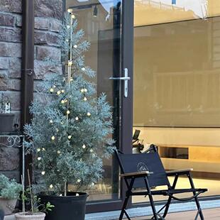 蓝灰色高级感蓝冰柏树苗圣诞树阳台庭院观叶植物美观好养耐热耐寒