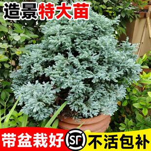 蓝湖柏蓝色波尔瓦庭院蓝冰柏树树苗盆栽花镜绿植造景植物四季常青