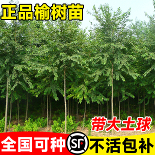 榆钱树苗榆树老桩盆景大树食用小叶南北方耐寒庭院风景树绿化植物