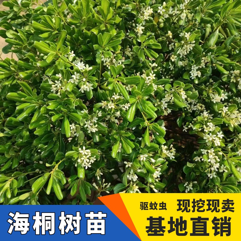 海桐树苗绿化苗四季常青小叶瓜子黄杨红叶石楠红花金森女贞南天竹