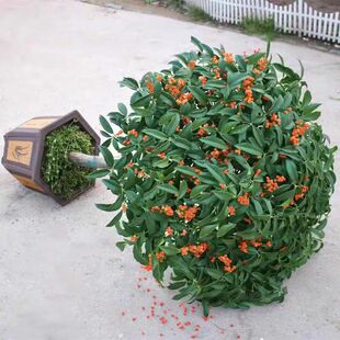 四季桂花盆栽树苗浓香型新中式盆景矮桩绿植桌面办公室内盆栽植物