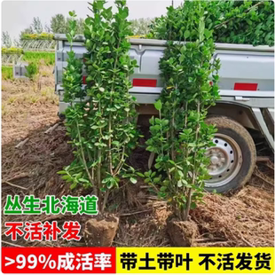 丛生北海道大叶黄杨树苗冬青工程绿化四季常青不落叶适用庭院围墙