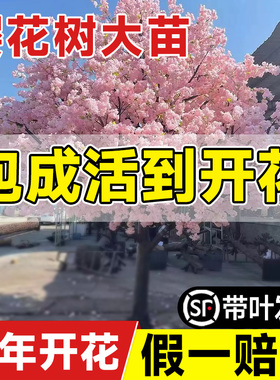 四季树苗庭院大树盆栽云南重瓣晚樱树苖日本花卉绿植室外嫁接