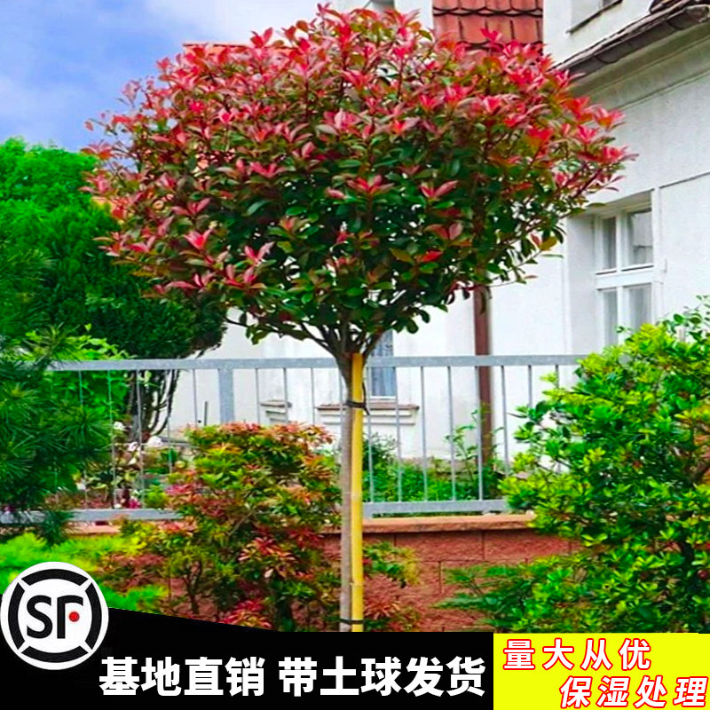 红叶石楠球树苗高杆大树球形小苗庭院园林绿化苗工程室外常青植物