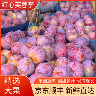 【精品】古田红心芙蓉李子三华李当季孕妇酸甜新鲜水果现摘5斤装