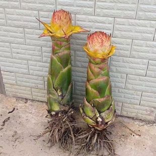 云南原生态巨型地涌金莲带花苞地涌金莲盆栽地涌金莲花