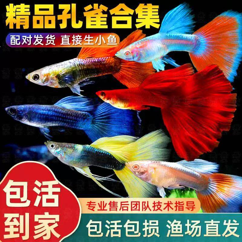 孔雀鱼观赏鱼鱼苗小型鱼热带斑马鱼凤尾鱼热带鱼小鱼淡水胎生好养