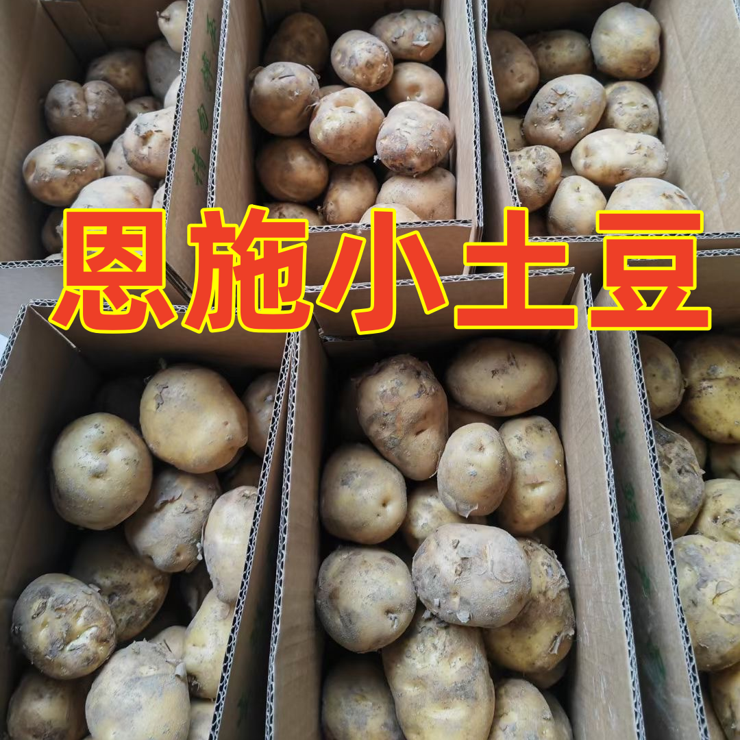 恩施小土豆马尔科老品种土豆粉面黄心土豆恩施土特产5斤一箱