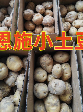 恩施小土豆 马尔科老品种土豆 粉面黄心土豆恩施土特产5斤一箱