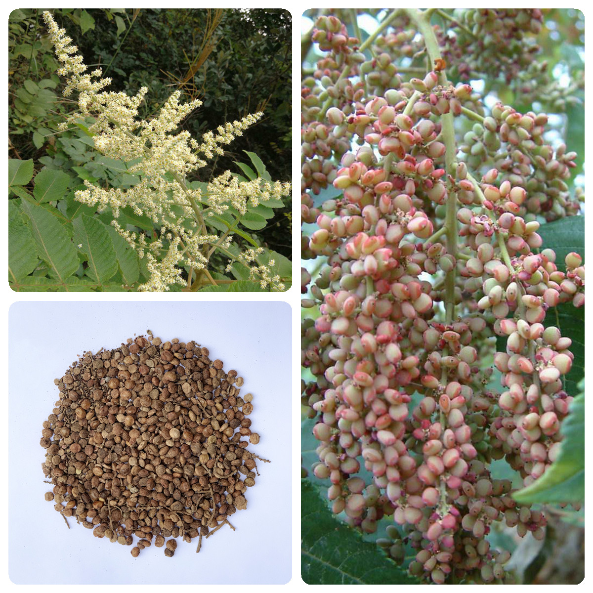 盐肤木种子护坡灌木五倍柴林木树种多年生蜜源植物观花五倍子种籽