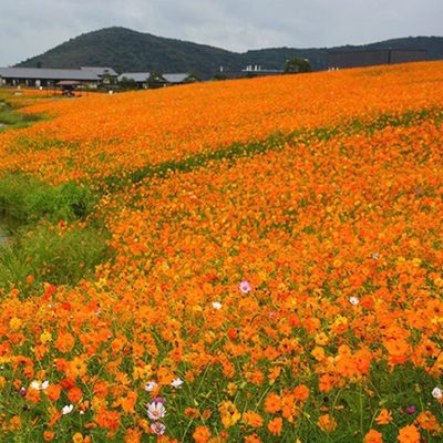 硫化菊花籽四季景观黄波斯菊花种籽子开花不断黄秋英花庭院盆栽花