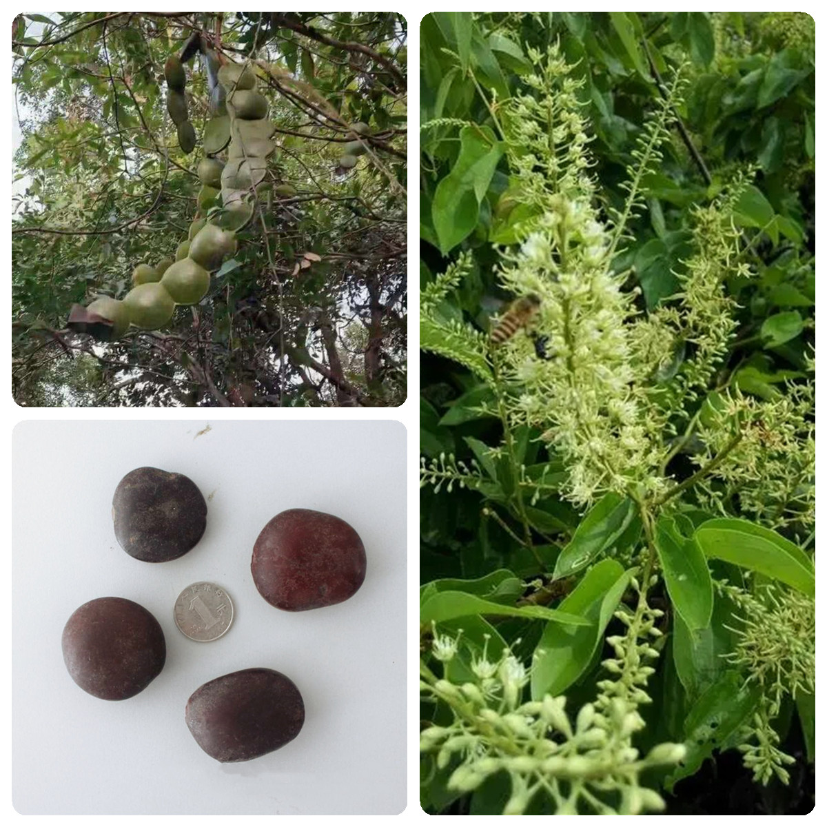 平安豆种子龙豆种籽罗汉豆种子木腰子种子九龙藤种子林木攀援种子