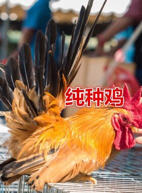 白桂鸡元宝鸡泰国矮脚鸡受精种蛋观赏鸡宠物鸡长不大可孵化小鸡苗