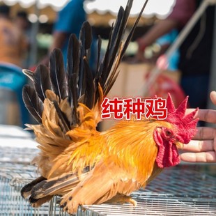 白桂鸡元宝鸡泰国矮脚鸡受精种蛋观赏鸡宠物鸡长不大可孵化小鸡苗