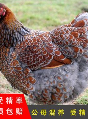 怀特宠物鸡怀恩多特观赏鸡种蛋受精卵可孵化受精鸡蛋进口观赏鸡