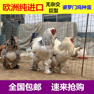 巨型婆罗门鸡活苗受精种蛋纯种梵天鸡种蛋大型观赏宠物鸡受精蛋纯