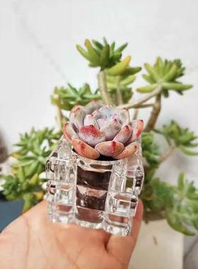 Soilless Succulent Planter Glass Bottle Transparent Planting
