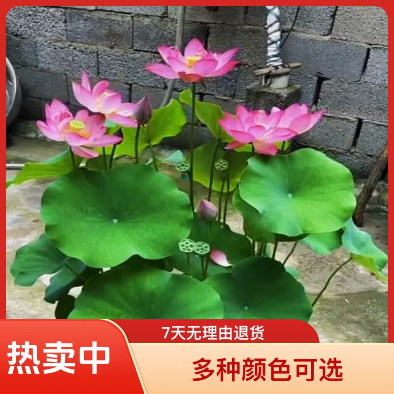 带芽荷花种藕耐寒好养水培盆栽