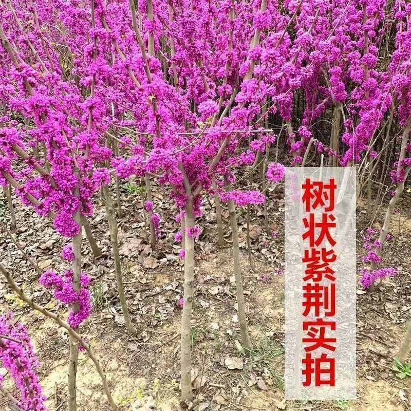 紫色观赏紫荆树苗耐寒耐热开花