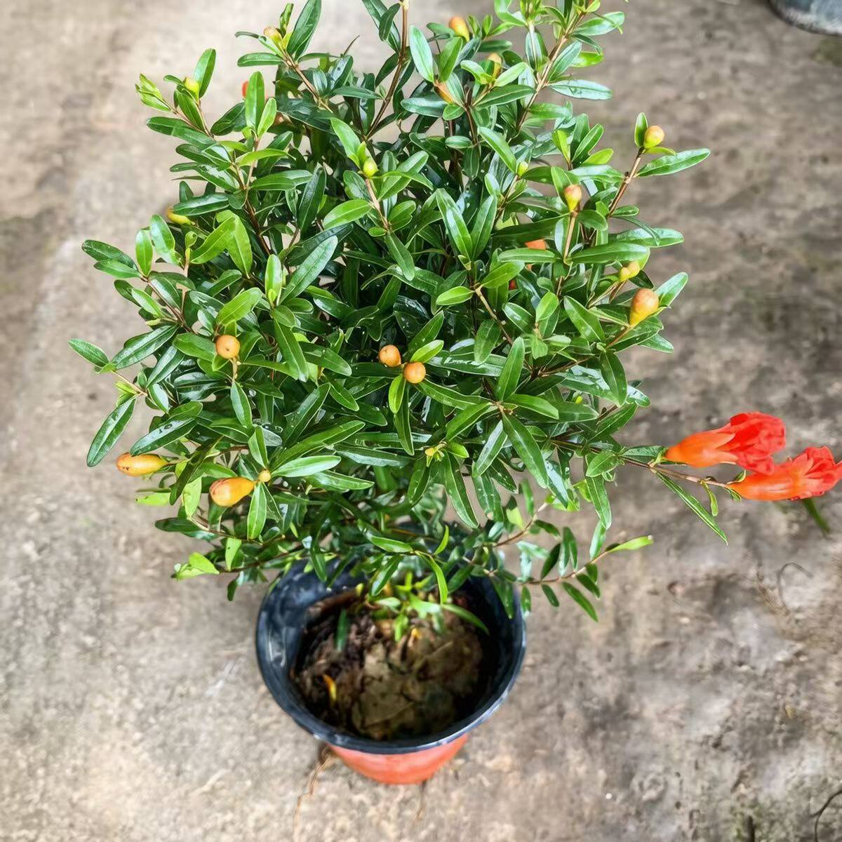 石榴花盆栽四季红花吉祥观赏