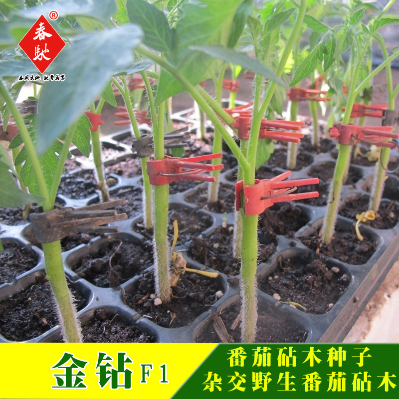 番茄嫁接砧木种子金钻 西红柿砧木 亲和力强 芽率高 丰产 耐病强