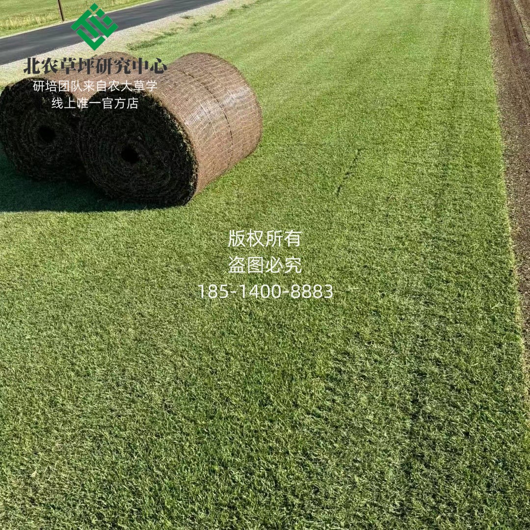贵阳草坪四季青马尼拉结缕草