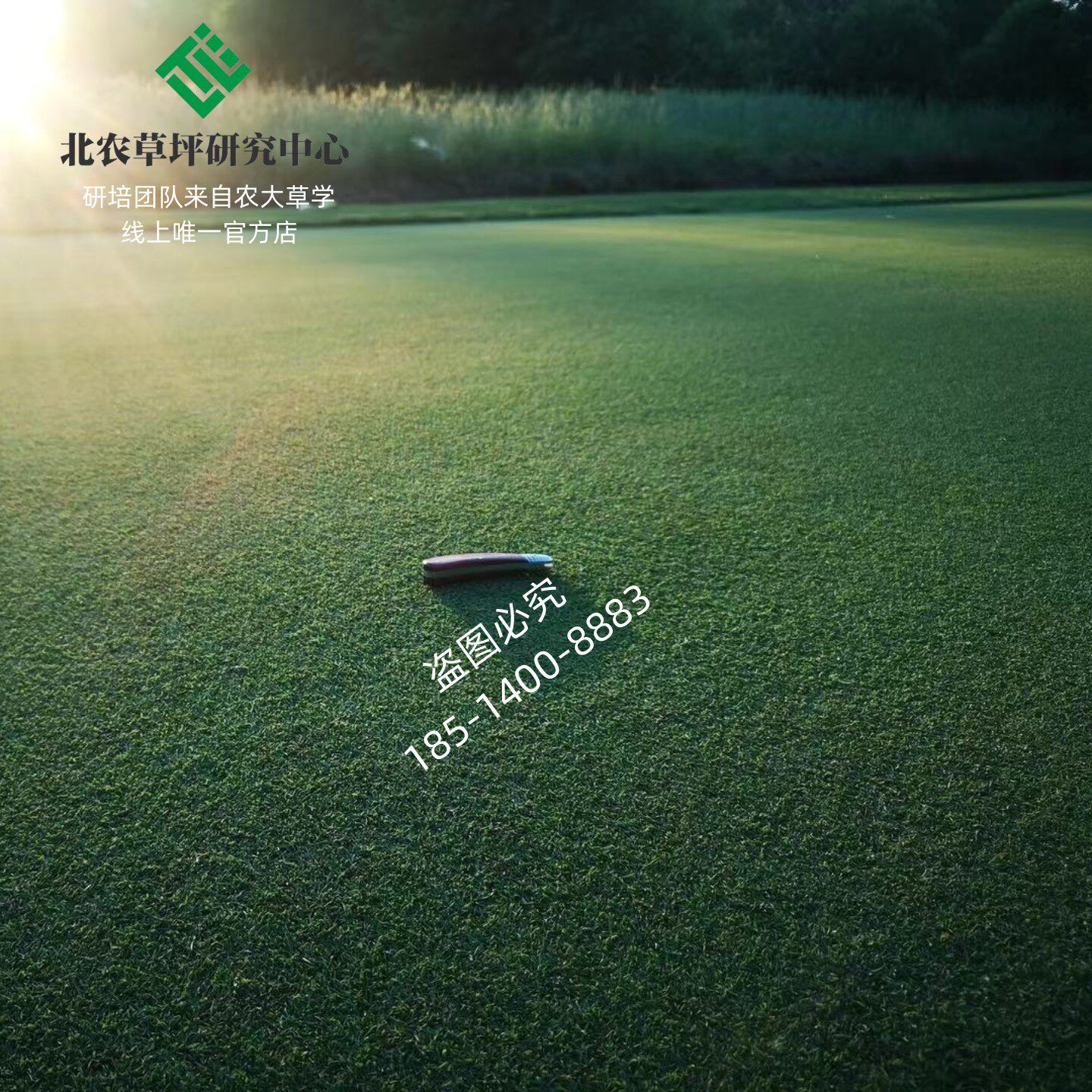 北农草坪石家庄草坪结缕草